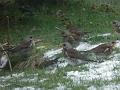 2012-0212_0845_Fieldfares_2,7C